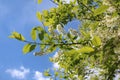 Common bird cherry Prunus padus